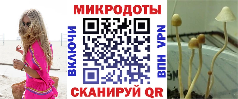 Псилоцибиновые грибы Cubensis Сергач